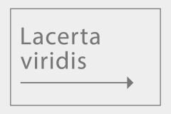 Lacerta viridis