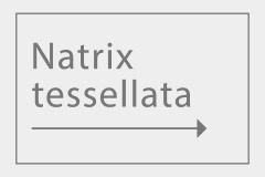 Natrix tessellata