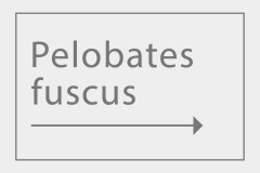 Pelobates fuscus