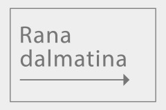 Rana dalmatina