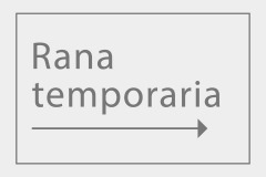 Rana temporaria