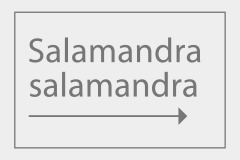 Salamandra salamandra