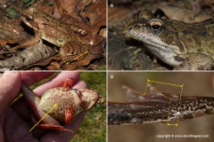 Rana temporaria