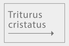 Triturus cristatus