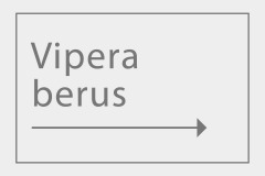 Vipera berus