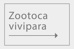 Zootoca vivipara