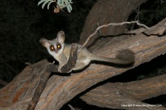 Galago senegalensis