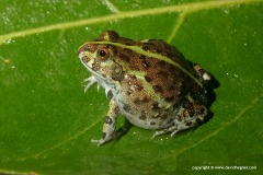 Pyxicephalus cf. adspersus