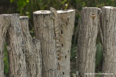 Varanus albigularis