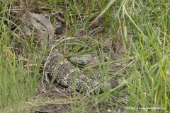 Varanus albigularis