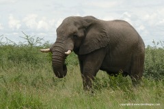 Loxodonta africana