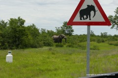 Loxodonta africana