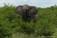 Loxodonta africana