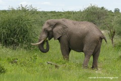 Loxodonta africana