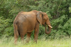 Loxodonta africana