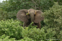 Loxodonta africana