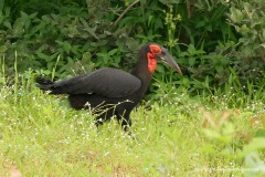 Bucorvus leadbeateri