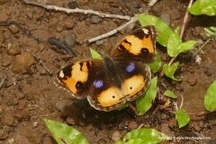 Junonia hierta