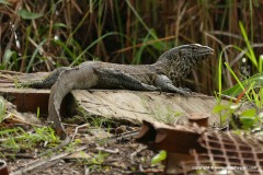 Varanus niloticus