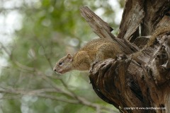 Xerus rutilus