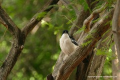 Laniarius bicolor