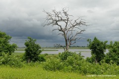 Chobe N.P.