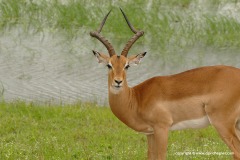 Aepyceros melampus