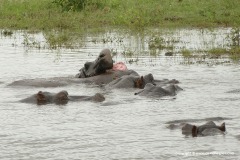 Hippopotamus amphibius