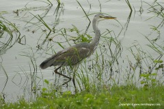 Ardea cinerea