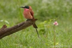 Merops nubicoides