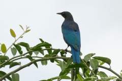 Lamprotornis sp.