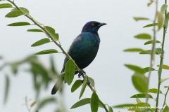 Lamprotornis cf. chalybaeus