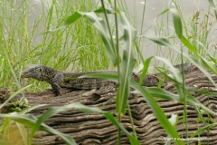 Varanus niloticus