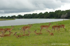 Aepyceros melampus