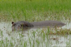 Hippopotamus amphibius