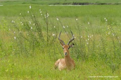 Aepyceros melampus