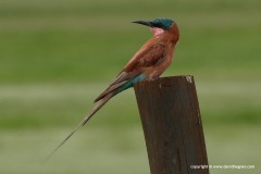 Merops nubicoides