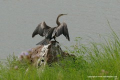 Anhinga rufa