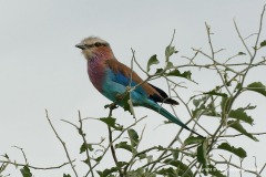 Coracias caudatus