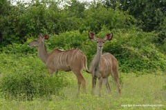 Tragelaphus strepsiceros