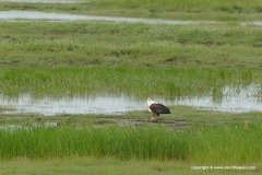 Haliaeetus vocifer