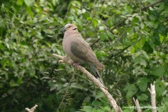 Streptopelia sp.