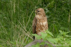 Buteo buteo