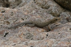 Lygodactylus sp.