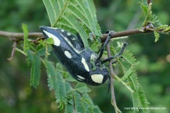 Sternocera (orissa?)