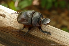 Heliocopris sp.