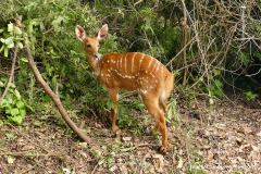 Tragelaphus spekii