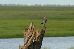 Coracias caudatus