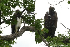 Circaetus pectoralis