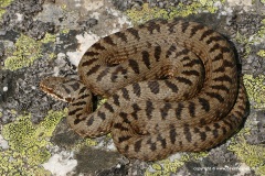 Vipera berus bosniensis